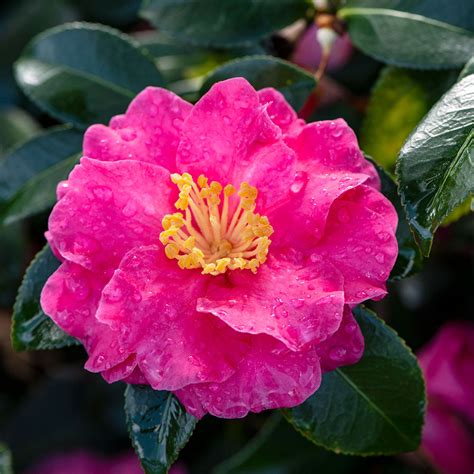Autumn Magic Shi Shi Camellias: The Perfect Gift for Fall Birthdays